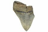 Partial Fossil Megalodon Tooth - Serrated Blade #275293-1
